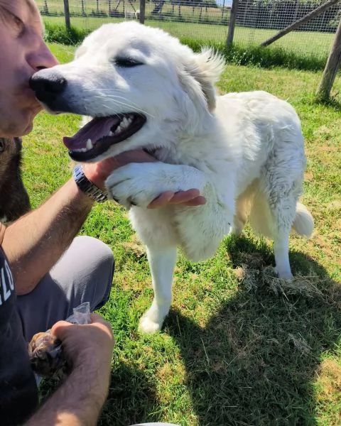 SVEN, cucciolone di pastore abruzzese | Foto 6