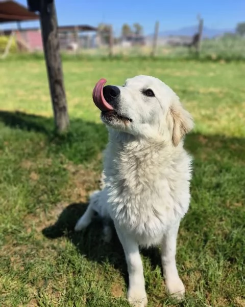 SVEN, cucciolone di pastore abruzzese | Foto 5