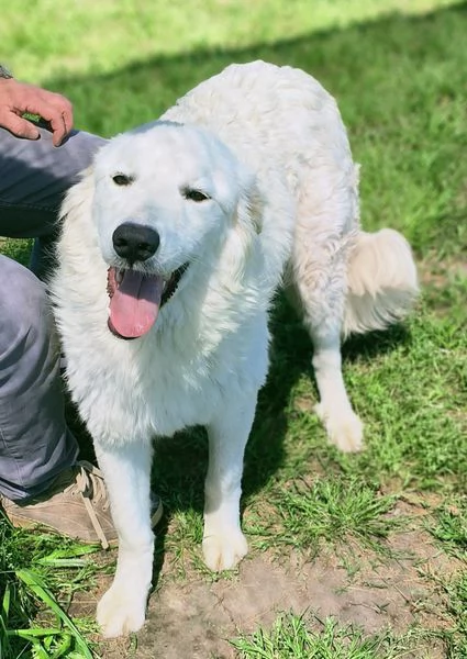 SVEN, cucciolone di pastore abruzzese | Foto 4