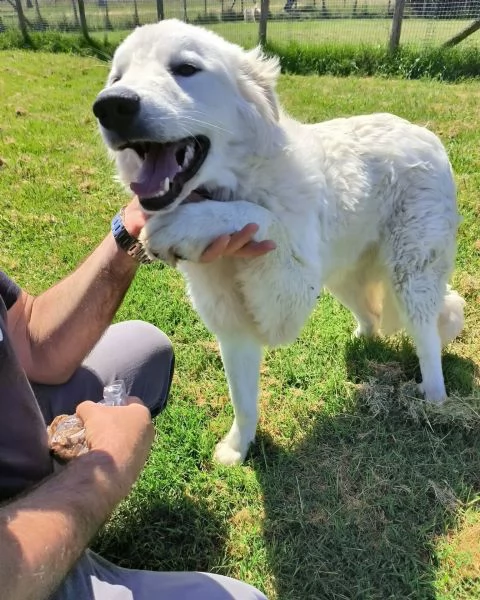 SVEN, cucciolone di pastore abruzzese | Foto 3