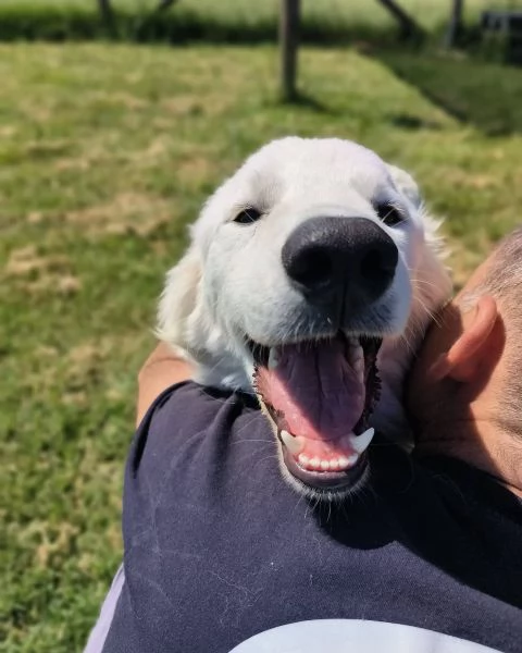 SVEN, cucciolone di pastore abruzzese | Foto 2