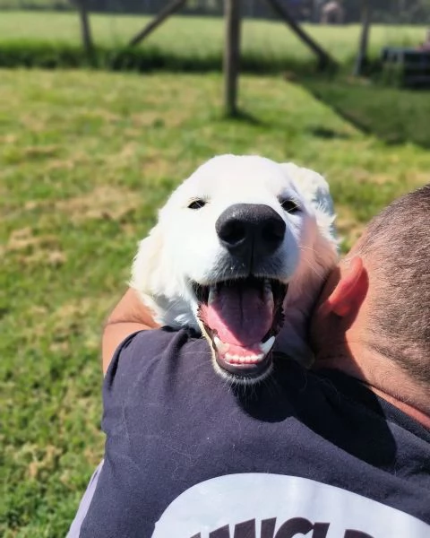 SVEN, cucciolone di pastore abruzzese | Foto 0