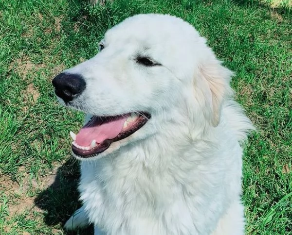 SVEN, cucciolone di pastore abruzzese