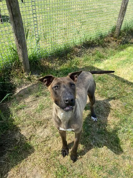 MALI', dolce pastore malinois | Foto 6