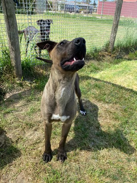 MALI', dolce pastore malinois | Foto 5
