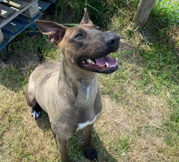MALI', dolce pastore malinois | Foto 4