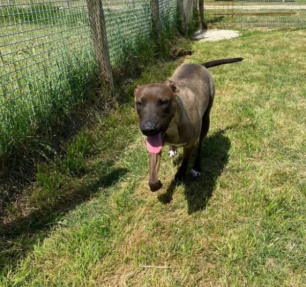 MALI', dolce pastore malinois | Foto 3