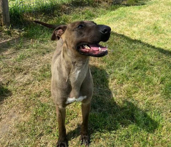 MALI', dolce pastore malinois | Foto 2