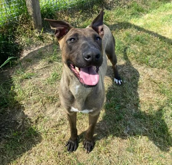 MALI', dolce pastore malinois