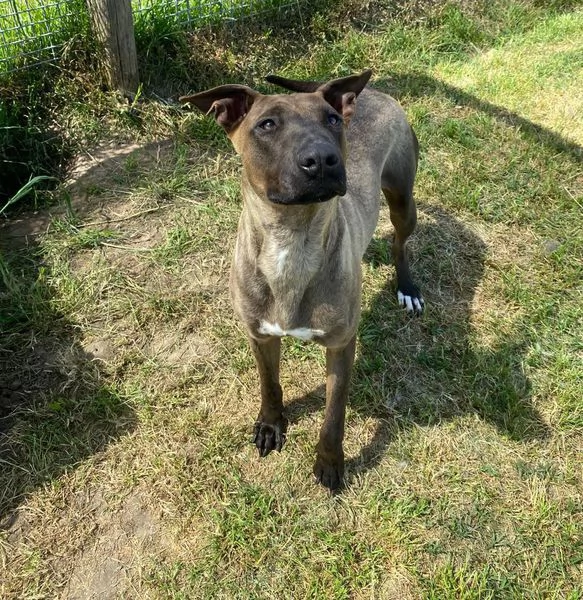 MALI', dolce pastore malinois | Foto 1