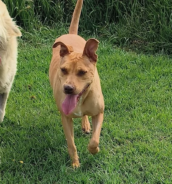 AGATA, meravigliosa Pitt color fulvo | Foto 0