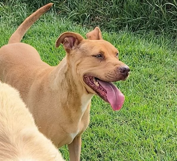 AGATA, meravigliosa Pitt color fulvo
