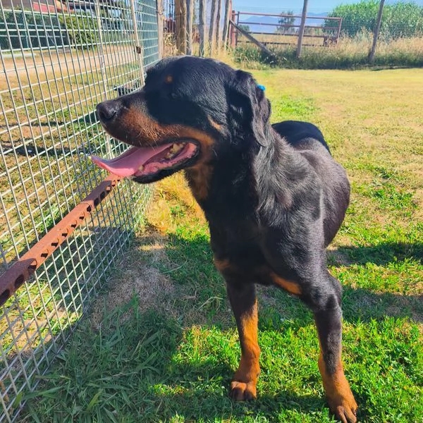 ADAMO, splendido Rottweiler | Foto 6