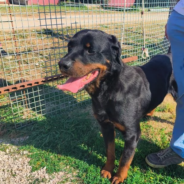 ADAMO, splendido Rottweiler | Foto 5