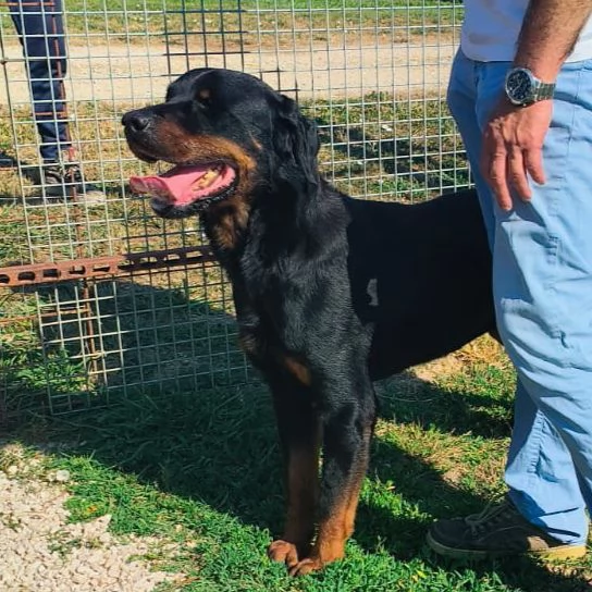ADAMO, splendido Rottweiler | Foto 4