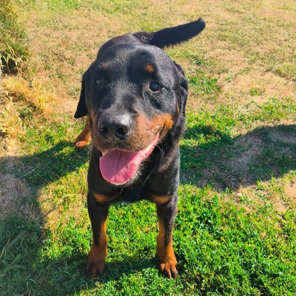 ADAMO, splendido Rottweiler | Foto 3