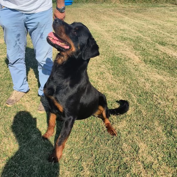 ADAMO, splendido Rottweiler | Foto 2