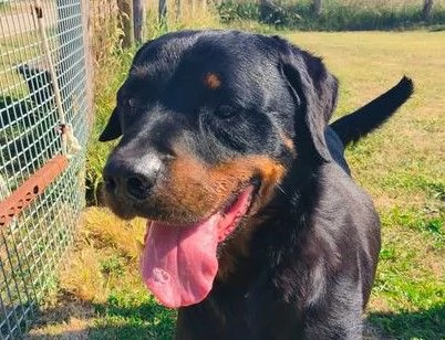 ADAMO, splendido Rottweiler