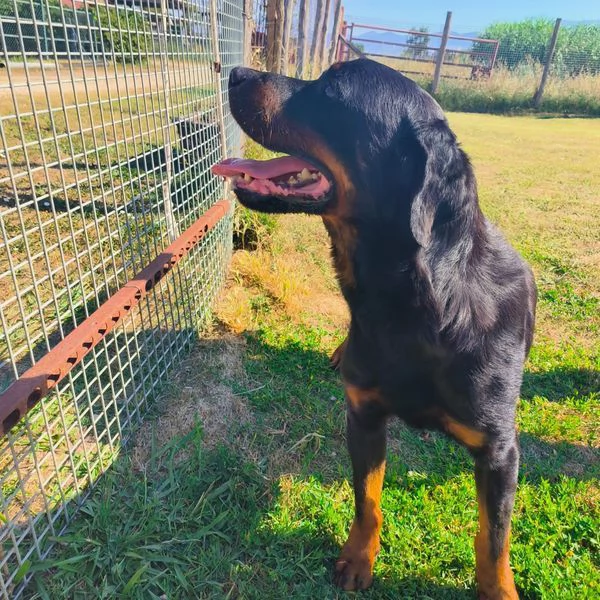 ADAMO, splendido Rottweiler | Foto 1