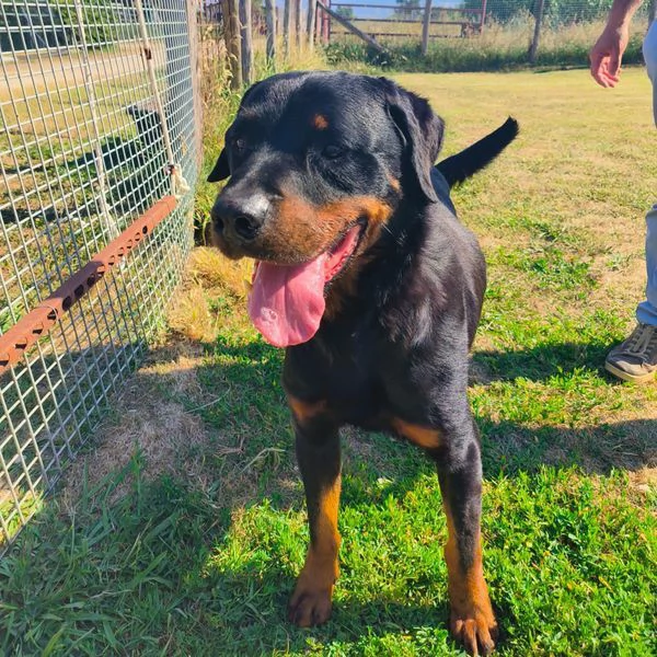 ADAMO, splendido Rottweiler | Foto 0