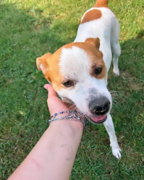DEVID, simpatico simil Jack russel | Foto 6