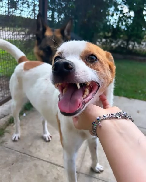 DEVID, simpatico simil Jack russel | Foto 5