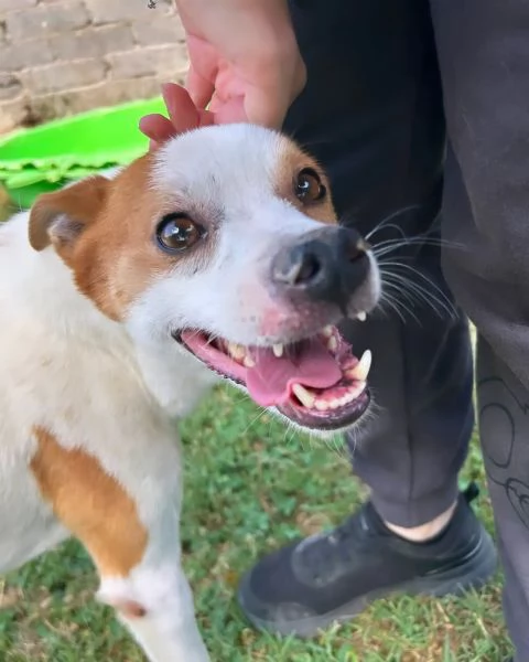 DEVID, simpatico simil Jack russel | Foto 4
