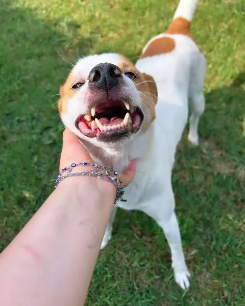 DEVID, simpatico simil Jack russel | Foto 2