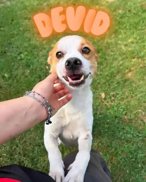 DEVID, simpatico simil Jack russel