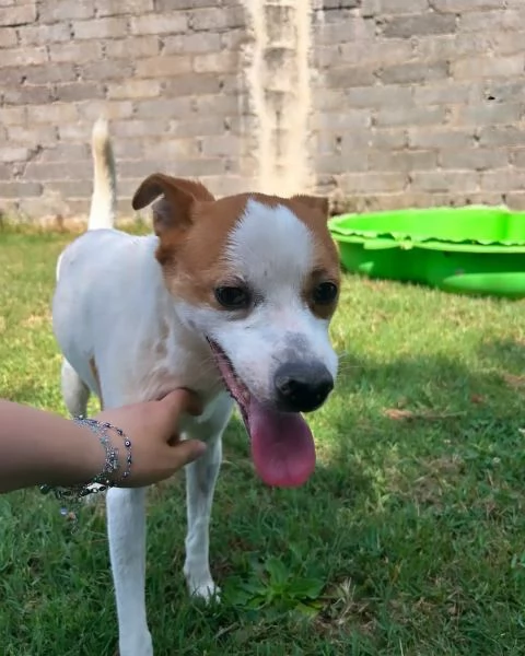 DEVID, simpatico simil Jack russel | Foto 1