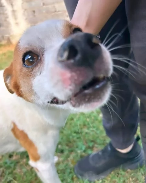 DEVID, simpatico simil Jack russel | Foto 0