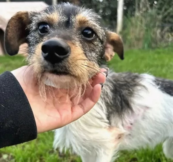 All Star, Jack Russel a pelo ruvido | Foto 2