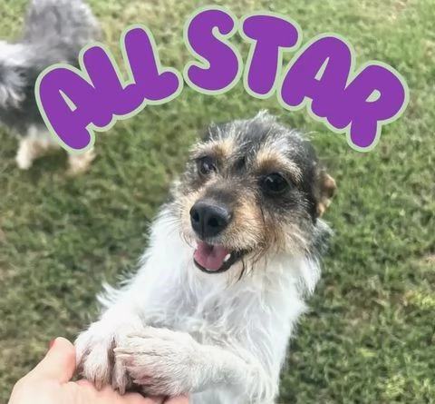 All Star, Jack Russel a pelo ruvido