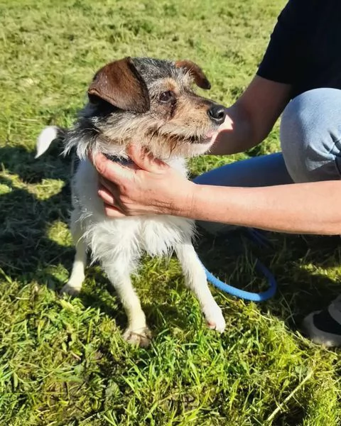 All Star, Jack Russel a pelo ruvido | Foto 0