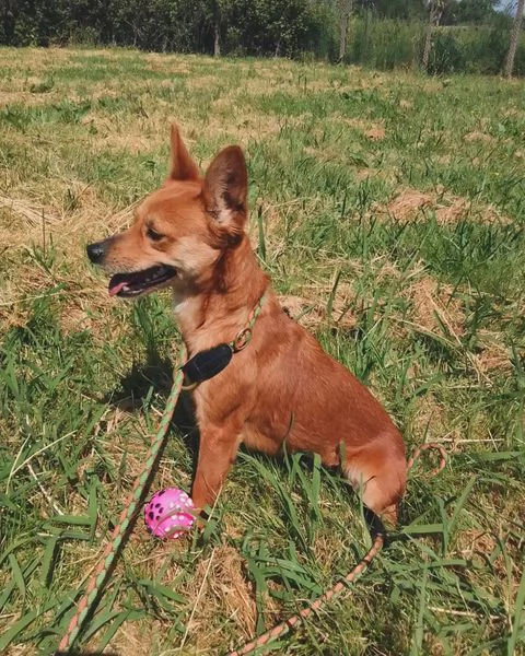 Valentina, piccola simil pincher | Foto 5