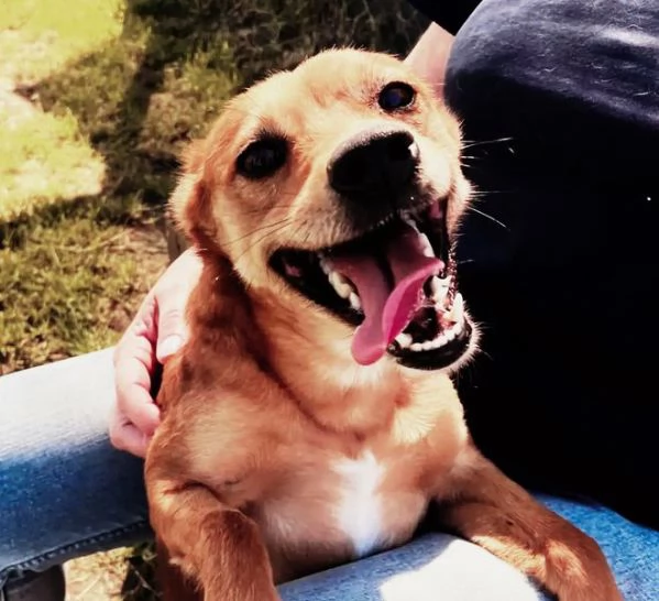 Valentina, piccola simil pincher | Foto 4