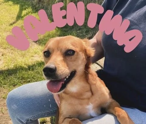 Valentina, piccola simil pincher
