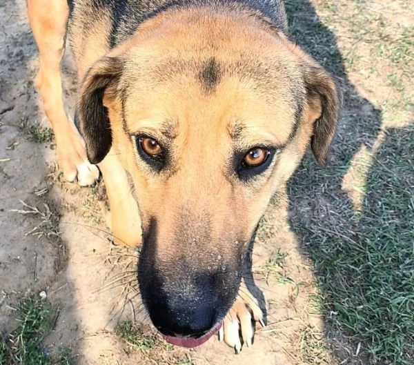 Lul&ugrave;, strepitosa simil Pastore Tedesco | Foto 6