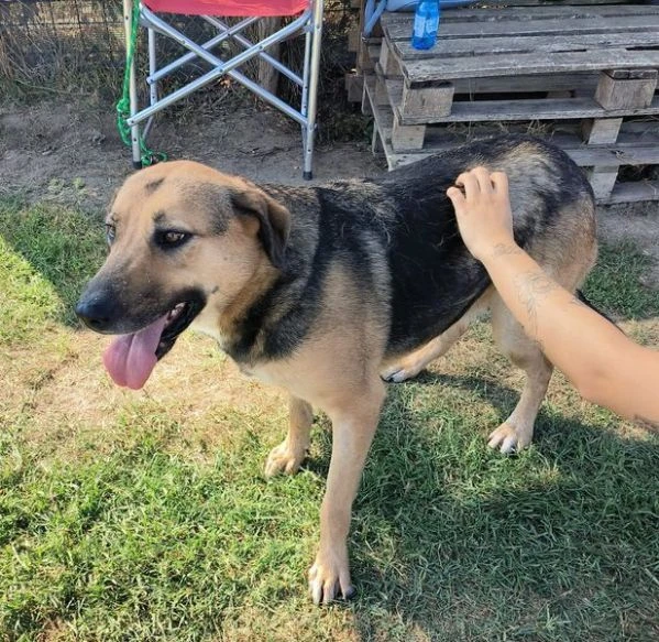 Lul&ugrave;, strepitosa simil Pastore Tedesco | Foto 4