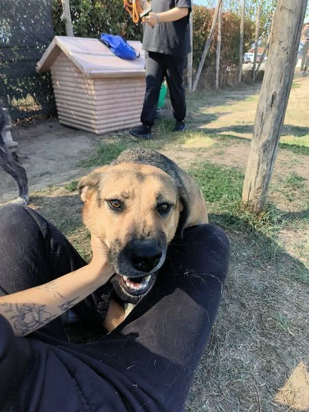 Lul&ugrave;, strepitosa simil Pastore Tedesco | Foto 2