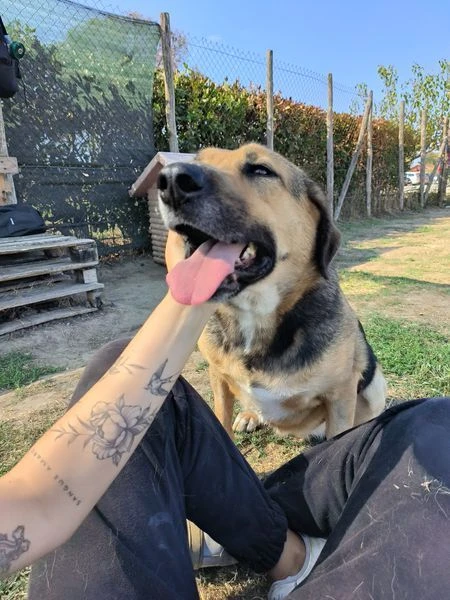 Lul&ugrave;, strepitosa simil Pastore Tedesco | Foto 0