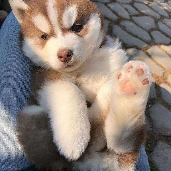 Cucciole di Siberian Husky