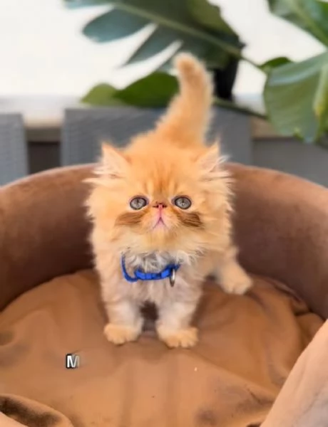 Cuccioli di Gatto Persiano Ipertipo ed Exotic Shorthair  | Foto 0