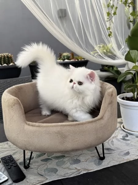 Gatti Persiani e Exotic cuccioli 