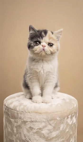 Gatti Persiani e Exotic cuccioli  | Foto 2