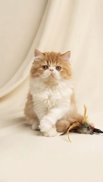 Gatti Persiani e Exotic cuccioli  | Foto 1