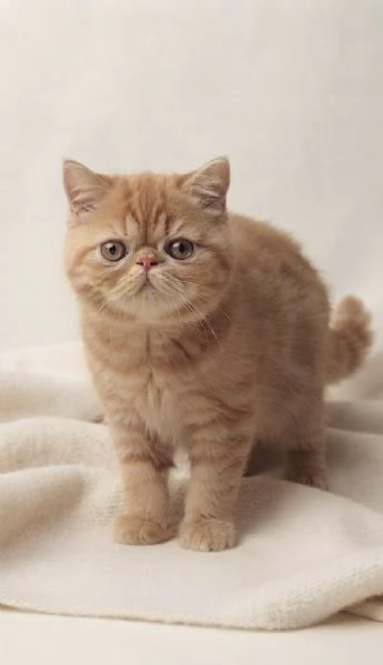 Gatti Persiani e Exotic cuccioli  | Foto 0