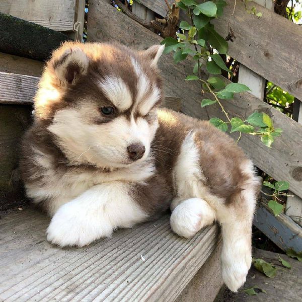 Cucciole di Siberian Husky | Foto 0