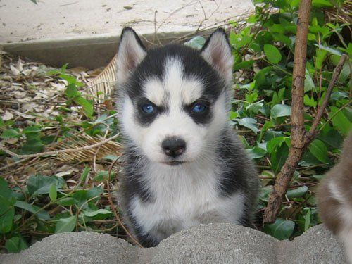 Cuccioli di siberian husky!! | Foto 0