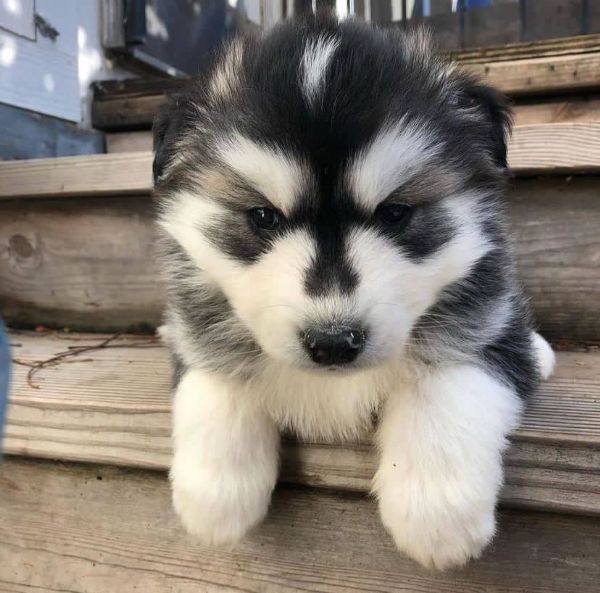 !! Siberian husky cuccioli! | Foto 0